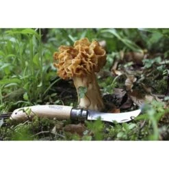 OPINEL N°08 CHAMPIGNON HÊTRE 23 -Outdoor Camping Store 9 88619 op001252 03